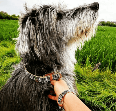 Argus - Argus "BW Squary" Dog Collar, Leash - PU Animal Friendly Vegan Leather