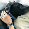 Argus - Argus "Gentleman" Dog Collar, Leash - PU Animal Friendly Vegan Leather