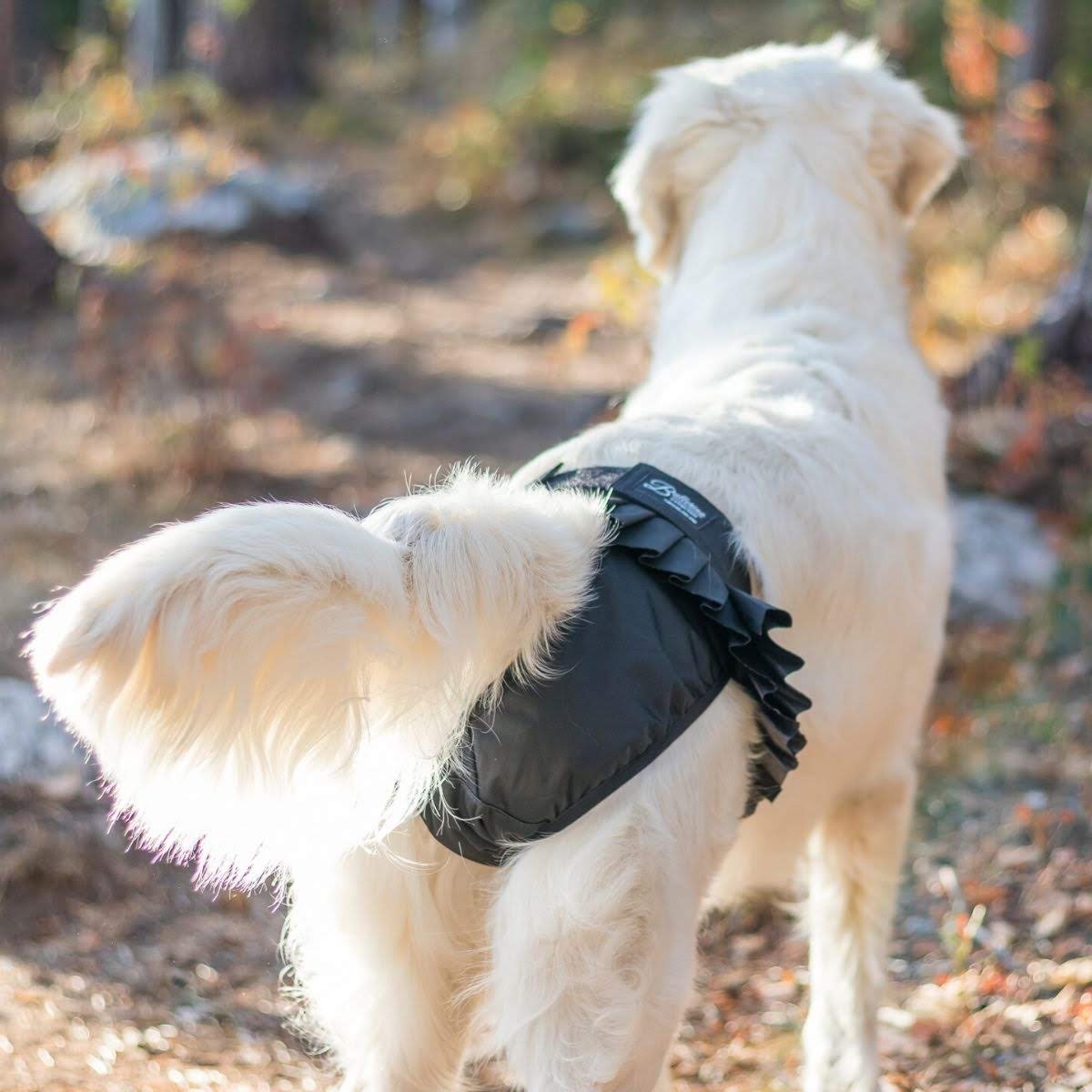 Dog walker shell pants I Men I Charlie – DogCoach International
