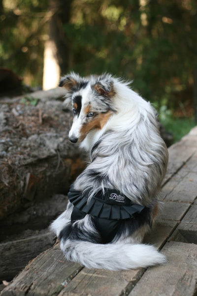 Heat Pants - Finnero Ballerina Heat Pants (Black) For Female Dogs - Protect Furniture, Prevent Marking & Urine Leakage