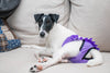 Heat Pants - Finnero Ballerina Heat Pants (Purple) For Female Dogs - Protect Furniture, Prevent Marking & Urine Leakage