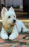 Glow Harness - Plush Step In Glitter GLOW Dog Harness (Gold) - Quick Release Patented Snap Button