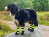 Booties - Finnero Kura Protective Dog Booties (Yellow / 2pc) - Super Light & Protects Paws