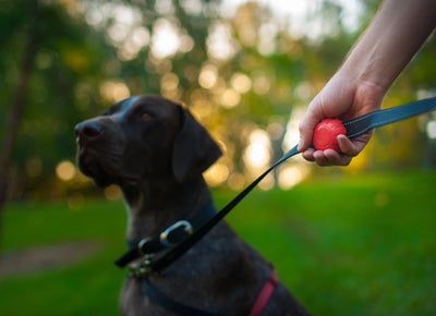 Lead Mate - Lead Mate (Ergonomic) - Helps You Walk + Train Dogs That Pull On Walks.