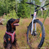 Finnero Arctic Wolf - Bikejor Converter (48mm), Power Leash - Cycle with your dog