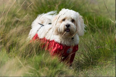 Dog Trouser - The Dog Trouser Company - Suitable For Wet Walks + Dogs With Environmental Allergies, Post-Surgery Recovery
