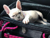 Pet Carrier - Roverlund Pet Carrier (Car Seat + Carrier + Mobile Dog Bed) - Black / Magneta