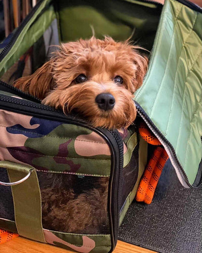Pet Carrier - Roverlund Pet Carrier (Car Seat + Carrier + Mobile Dog Bed) - Camo / Orange