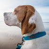 Wilderdog - Wilderdog Teal Waterproof Dog Collar